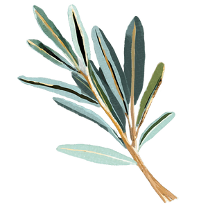 Dried Eucalyptus Bundle PNG ptu PNG