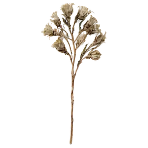 Dried Flowers B PNG Image