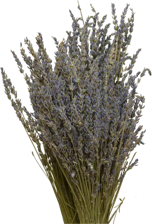 Dried Lavender Bouquet Black Background PNG Image