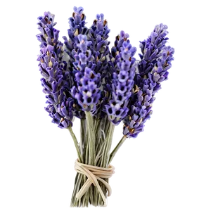 Dried Lavender Bunches Png 06122024 PNG Image