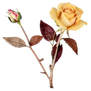 Dried Roses Arrangements Png Imy16 PNG Image