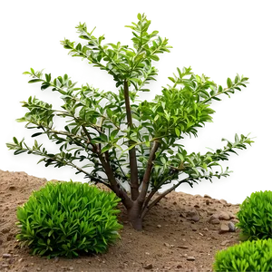 Drought Resistant Shrubs Png Xok56 PNG Image