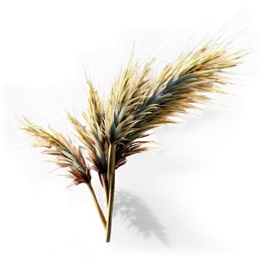 Dry Grass B PNG Image