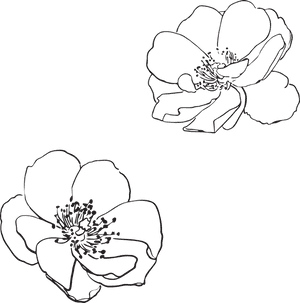 Transparent Wildflowers Png - Apple Blossom Flower Outline, Png Download PNG image with transparent background