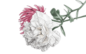 Illustration Chrysanthemum Png, Transparent Png PNG image with transparent background