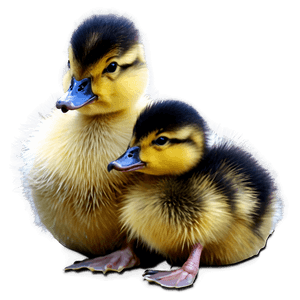 Duckling Clipart PNG cmk27 PNG