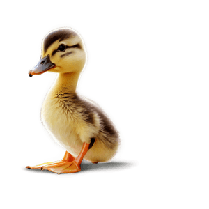 Duckling Drawing PNG 06202024 PNG