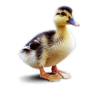 Duckling Illustration PNG 06202024 PNG