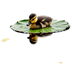Duckling In Pond PNG 33 PNG