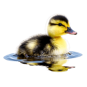 Duckling On Water PNG 06202024 PNG