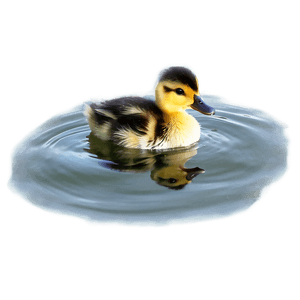 Duckling On Water PNG kcw53 PNG
