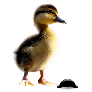 Duckling Side View PNG lvf28 PNG