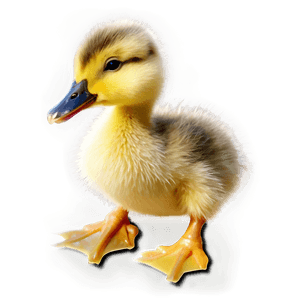 Duckling Silhouette PNG 69 PNG