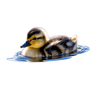 Duckling Swimming PNG sdw PNG