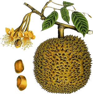 Durian Fruit Branch Flowers Seeds Illustration PNG Image