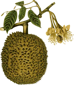 Durian Fruitand Flower Illustration PNG Image