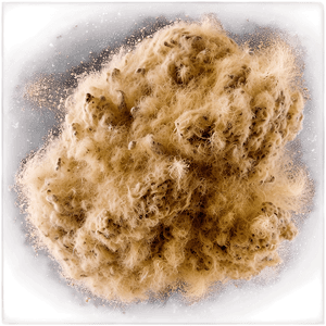 Dust Particles Texture PNG say77 PNG image with transparent background