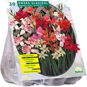 Dwarf Gladiolus Bulb Packaging PNG Image