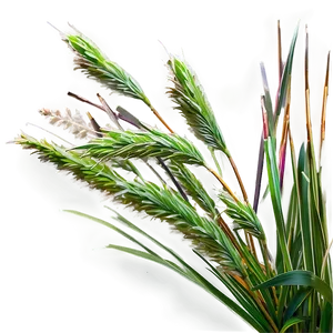 Dwarf Ornamental Grass Png Gsy PNG Image