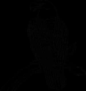 Bald Eagle Philippine Eagle Clip Art - Eagle Coloring Pages, HD Png Download PNG image with transparent background
