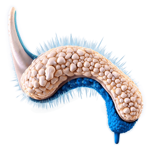 Ear Hair Cells PNG 06122024 PNG