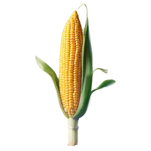 Ear Of Corn Realistic Png Gvi35 PNG Image