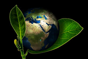 Earth Sprouting Leaf PNG image with transparent background