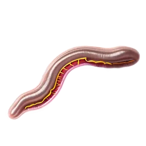 Earthworm Anatomy Diagram Png 88 PNG Image