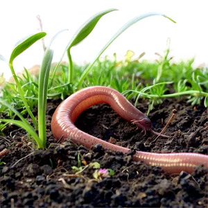 Earthworm In Soil Image Png 06212024 PNG Image