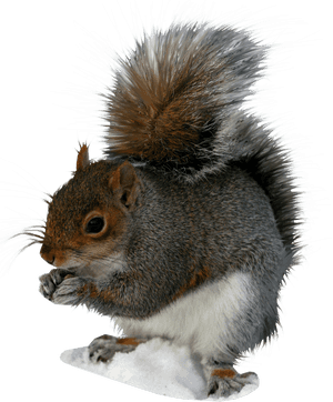Eastern_ Gray_ Squirrel_ Eating_ Nut PNG image with transparent background
