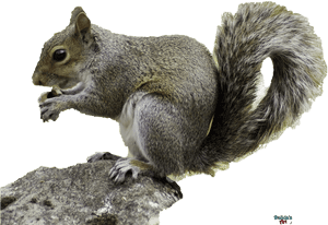 Eastern_ Gray_ Squirrel_ Snacking PNG image with transparent background