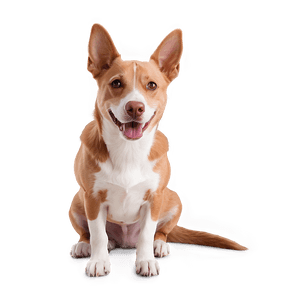 Easy Pet Care Tips PNG 81 PNG with transparent background