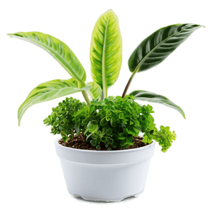 Easy Plant Care PNG 06252024 PNG with transparent background