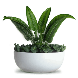 Easy Plant Care PNG 26 PNG with transparent background