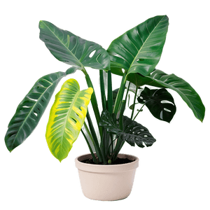 Easy Plant Care PNG bgp57 PNG with transparent background