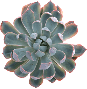 Succulent Plant Png - Blue Heron Succulent, Transparent Png PNG image with transparent background