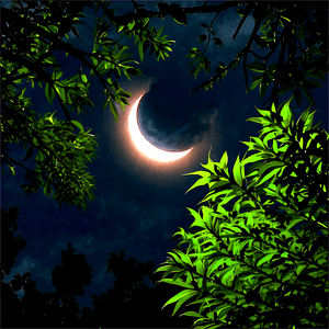 Eclipse Through Trees PNG tse PNG