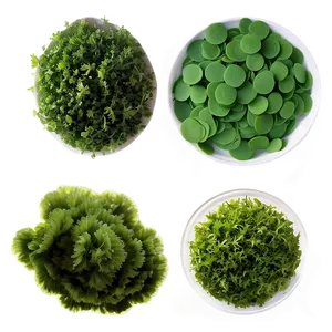 Edible Algae Species Png 62 PNG Image