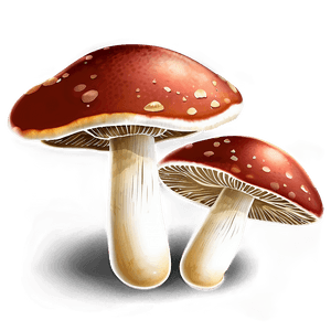 Edible Mushrooms PNG 06242024 PNG