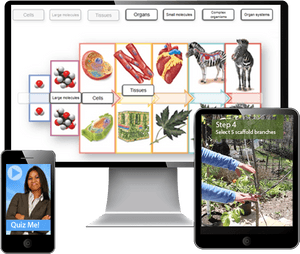 Learning Interactives - System Interacting In Multicellular Organisms, HD Png Download PNG with transparent background