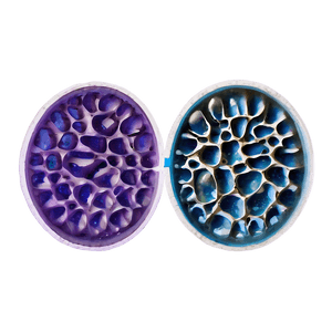 Egg Cells Visual PNG 52 PNG with transparent background