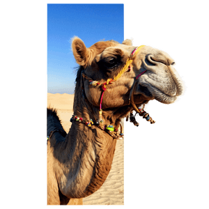 Egypt Desert Camel Caravan PNG dfc92 PNG image with transparent background