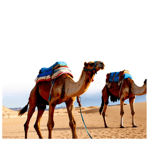 Egypt Desert Camel Caravan PNG pju PNG image with transparent background