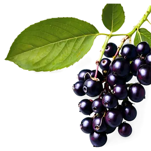 Elderberry Background Png 06252024 PNG Image