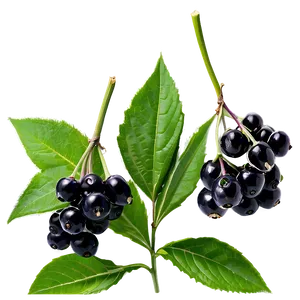 Elderberry Background Png Dho PNG Image