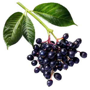 Elderberry Pattern Png Skg67 PNG Image