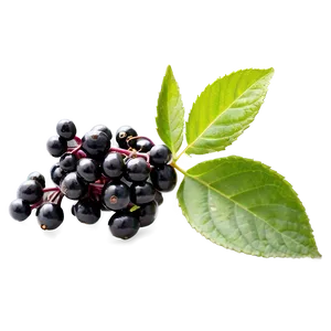 Elderberry Png 74 PNG Image