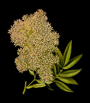 Elderflower Blossom Against Black Background PNG image with transparent background