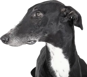 Elegant Black Greyhound Portrait PNG Image