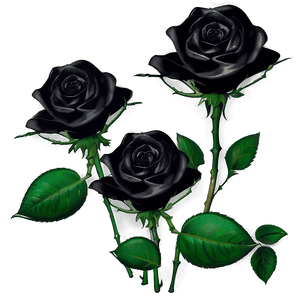 Elegant Black Roses PNG 56 PNG
